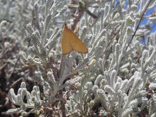 Mecyna sp.